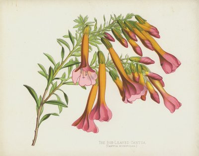 La Cantua de Hojas de Boj, Cantua Buxifolia de English School